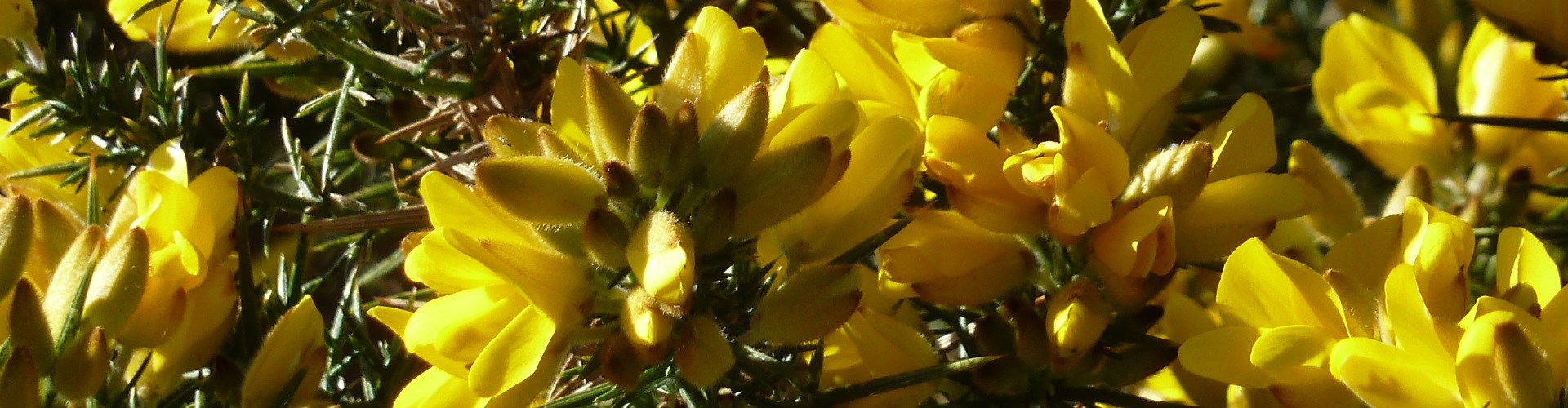 self catering apartment for two ullapool Scotland rubha mor