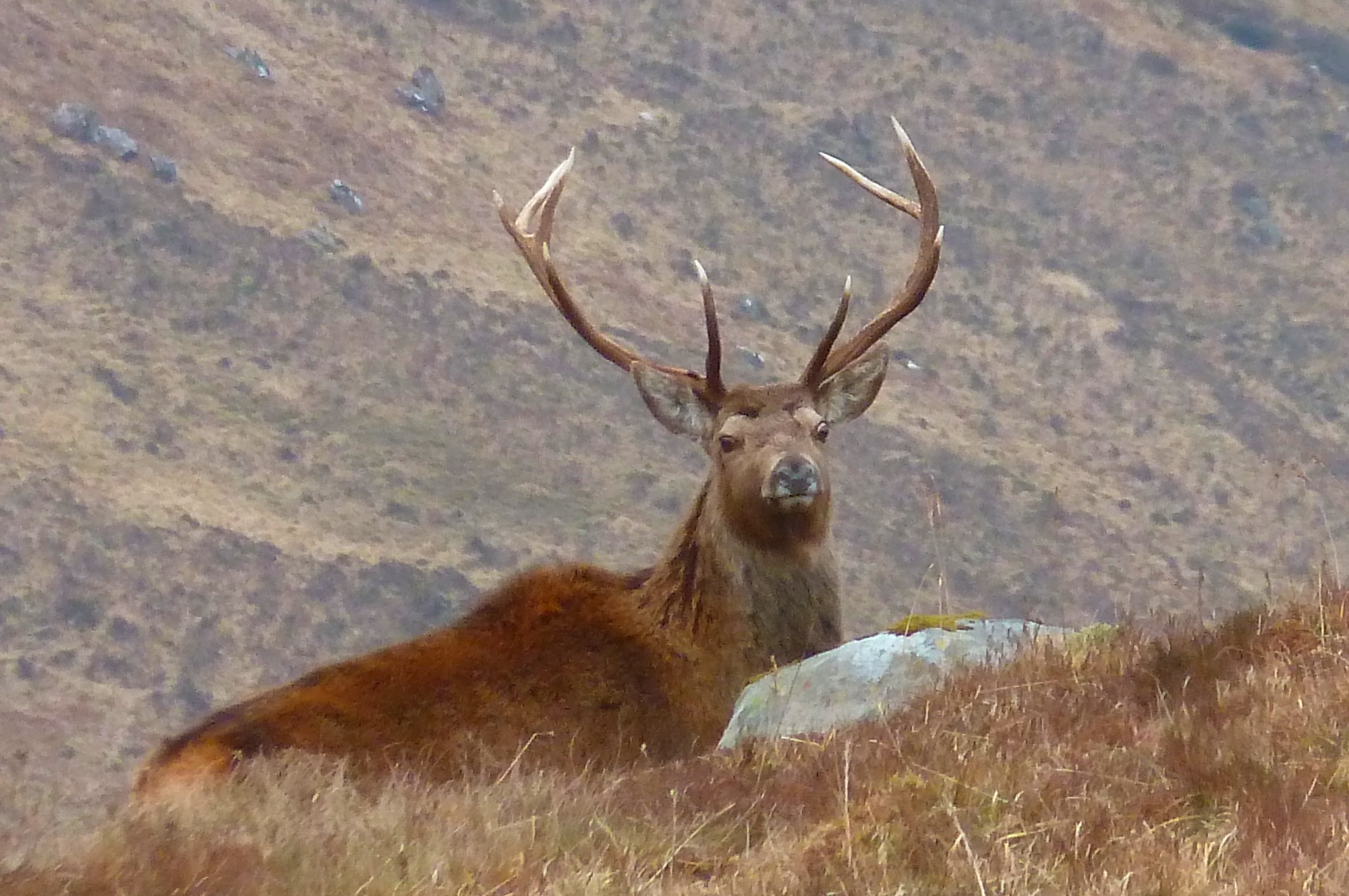 beach by sea self catering ullapool scottish highlands